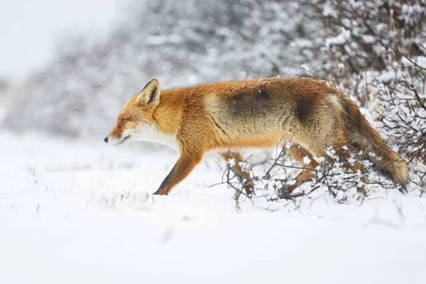 Czerwony lis w zimie — Zdjęcie stockowe