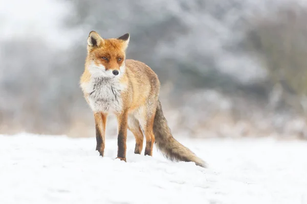 Rode vos in de winter — Stockfoto