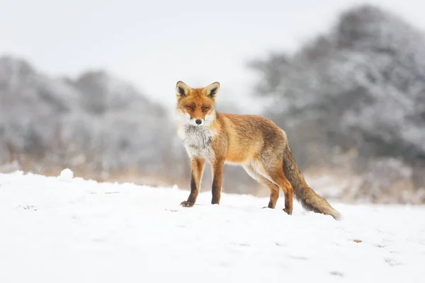 Rotfuchs im Winter — Stockfoto