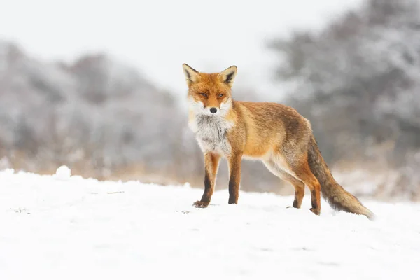 Raposa vermelha no inverno — Fotografia de Stock