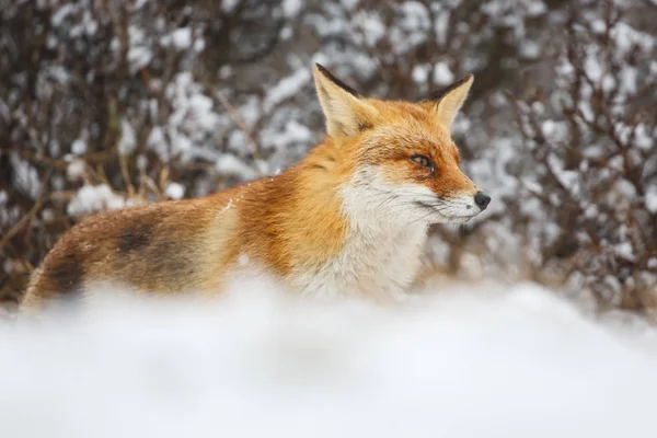 Red fox in winter — Stock Photo, Image