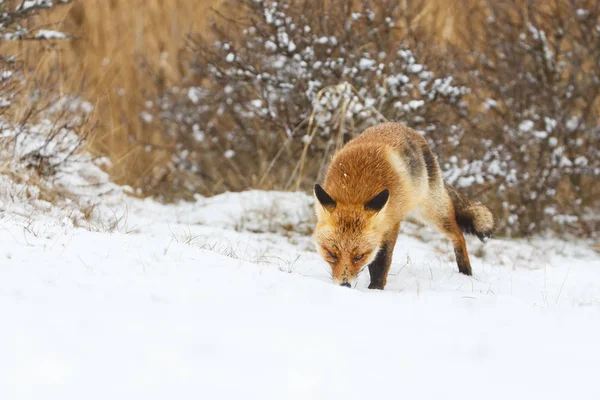 Volpe rossa in inverno — Foto Stock