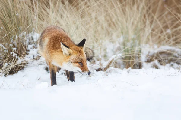 Red fox in winter — Stock Photo, Image