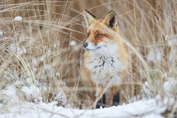 Raposa vermelha no inverno — Fotografia de Stock