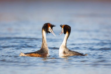 Büyük tepeli dalgıç