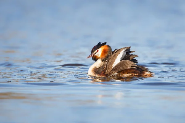 Grande Grebe Crested — Fotografia de Stock