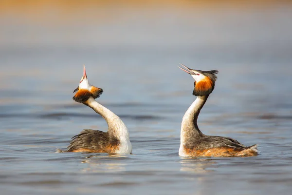 Great Crested Grebes — Stock Photo, Image