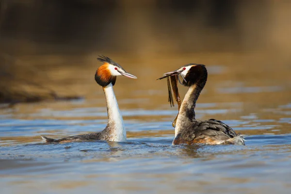 Great Crested Grebes — Stock Photo, Image