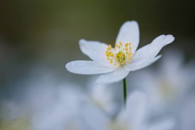 Anemone nemorosa flower 