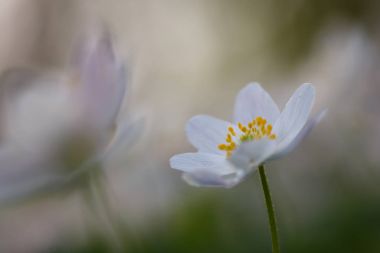 Anemone nemorosa flower 