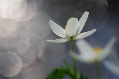 Anemone nemorosa flower 