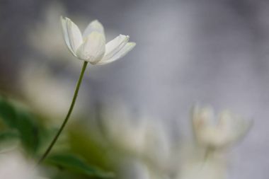 Anemone nemorosa flower 