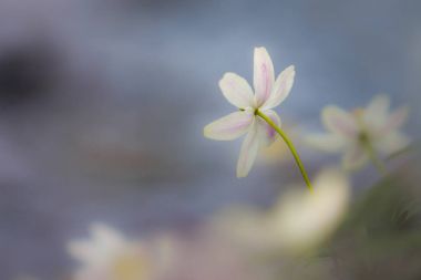 Anemone nemorosa flower 