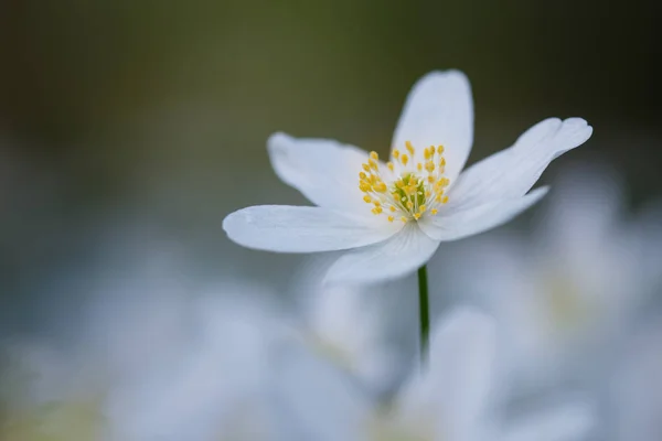 Anemone nemorosa flower — Φωτογραφία Αρχείου