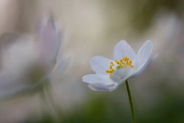 Anemone nemorosa flower — Stock Fotó