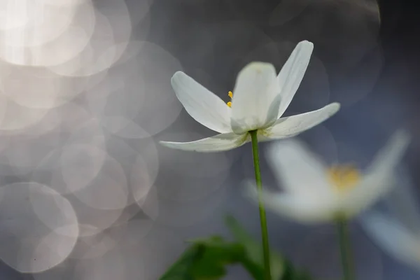 Anemone nemorosa flower — Φωτογραφία Αρχείου