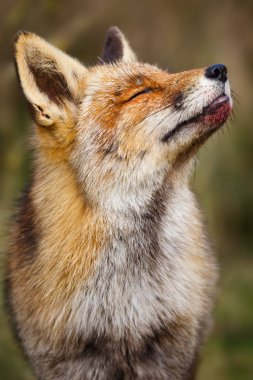 Kızıl Tilki doğa ortamlarında 