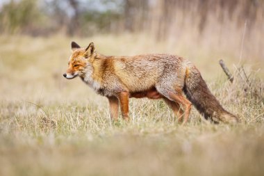 Kızıl Tilki doğa ortamlarında 