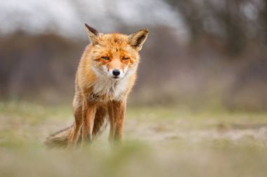 Kızıl Tilki doğa ortamlarında 