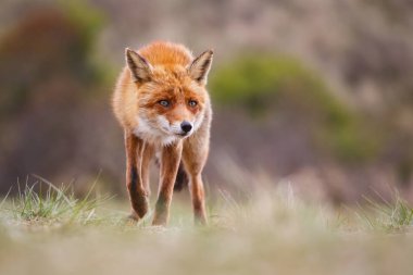 Kızıl Tilki doğa ortamlarında 