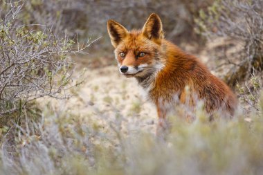 Kızıl Tilki doğa ortamlarında 
