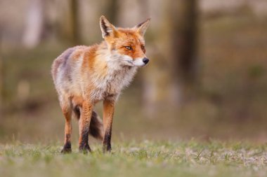 Kızıl Tilki doğa ortamlarında 