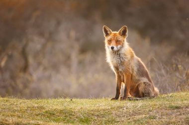 Kızıl Tilki doğa ortamlarında 
