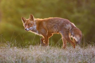 Kızıl Tilki doğa ortamlarında 