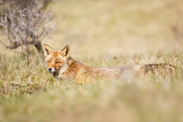 Red fox in natuur habitat — Stockfoto