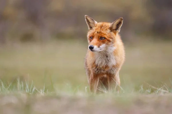 Liška v přírodě stanoviště — Stock fotografie