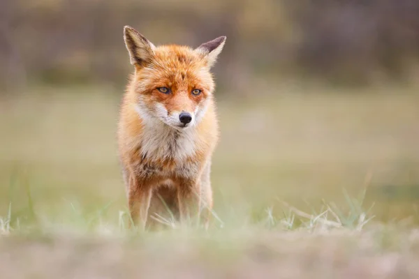 红狐狸在自然栖息地 — 图库照片