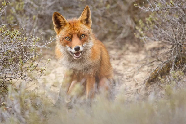 Red fox in nature habitat