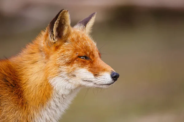 Renard roux dans l'habitat naturel — Photo