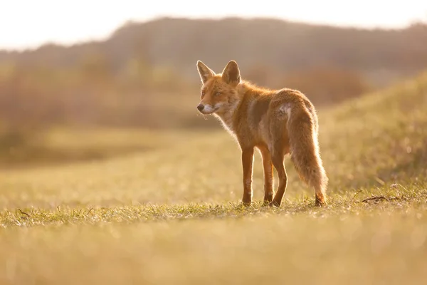 Red fox in natuur habitat — Stockfoto