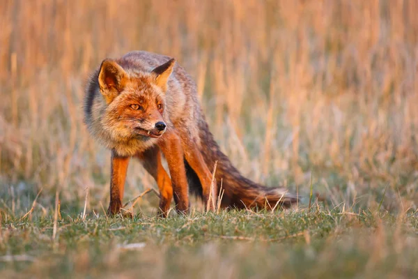 Красная лиса в естественной среде обитания — стоковое фото