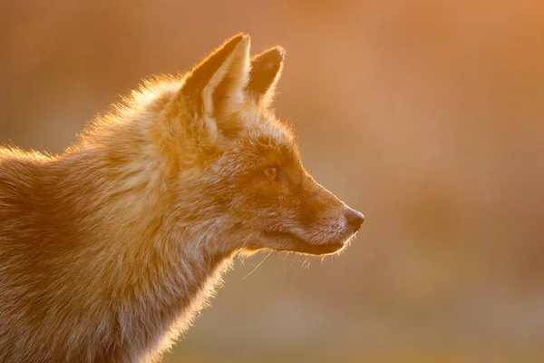 Red fox in natuur habitat — Stockfoto