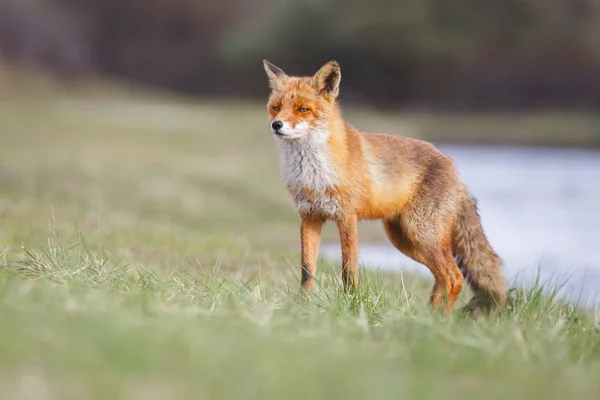 自然の生息地で赤狐 — ストック写真
