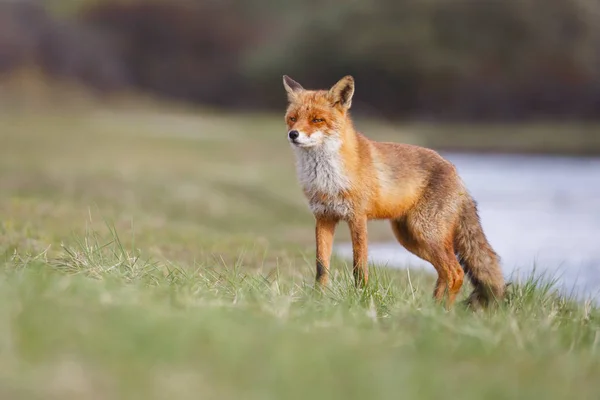 Rotfuchs im natürlichen Lebensraum — Stockfoto