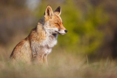 Vahşi kızıl tilki
