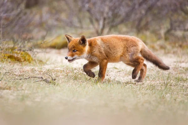 Caza de zorro rojo — Foto de Stock