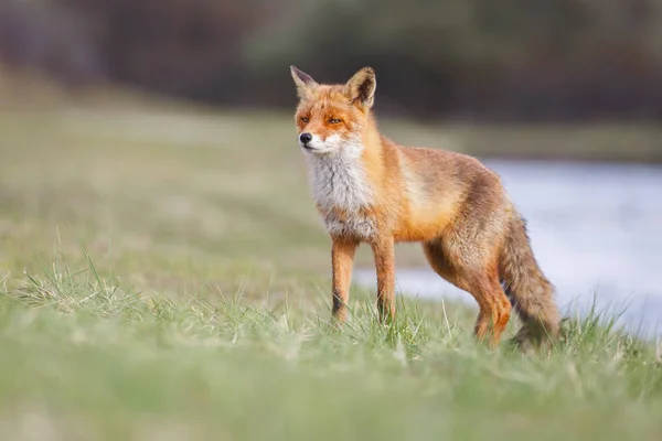 Red fox na louce — Stock fotografie