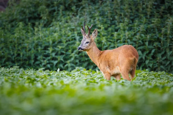 Srnec Evropský — Stock fotografie