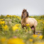 stock-photo-beautiful-wild-horse-on-nature