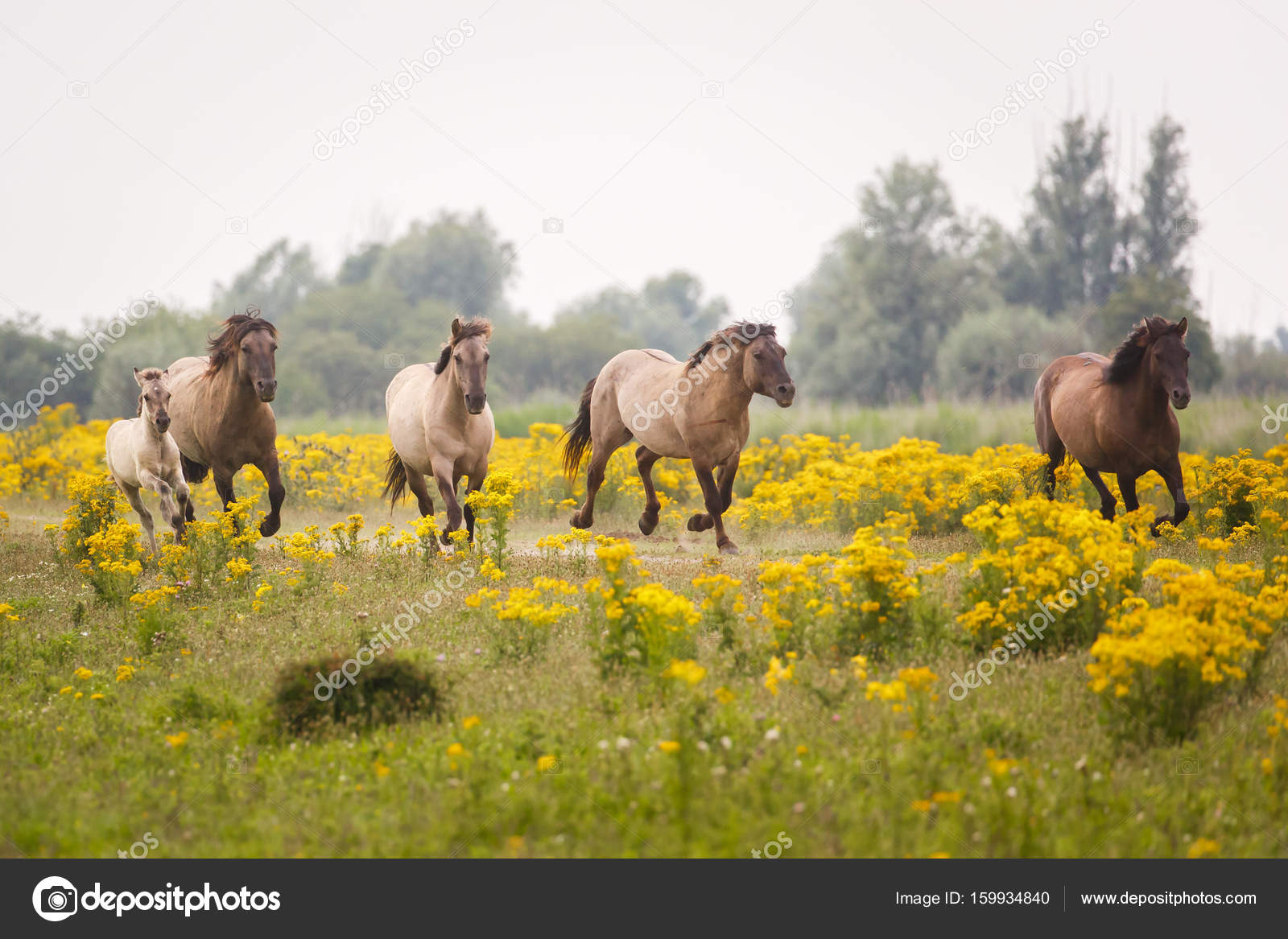 Wild horses in spring meadow — Stock Photo © pimleijen 159934840