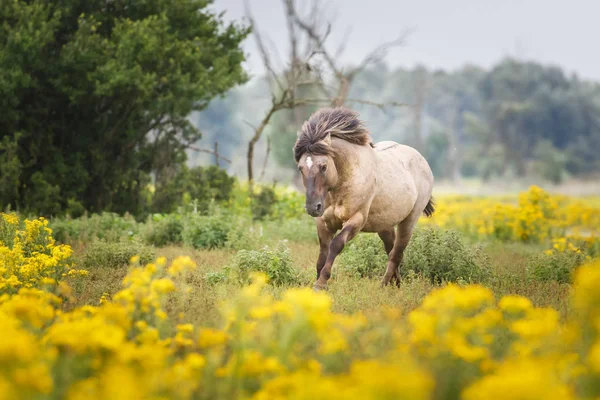 Дикая лошадь бежит по лугу — стоковое фото