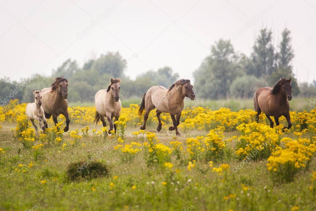 Wild horses in spring meadow — Stock Photo © pimleijen 159934840