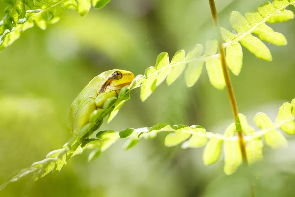 Grenouille verte sur branche — Photo