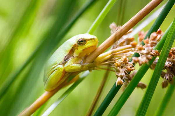 Grenouille verte sur branche — Photo