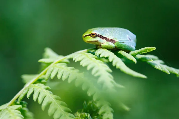 Rana verde en rama — Foto de Stock