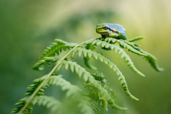 Grenouille verte sur branche — Photo